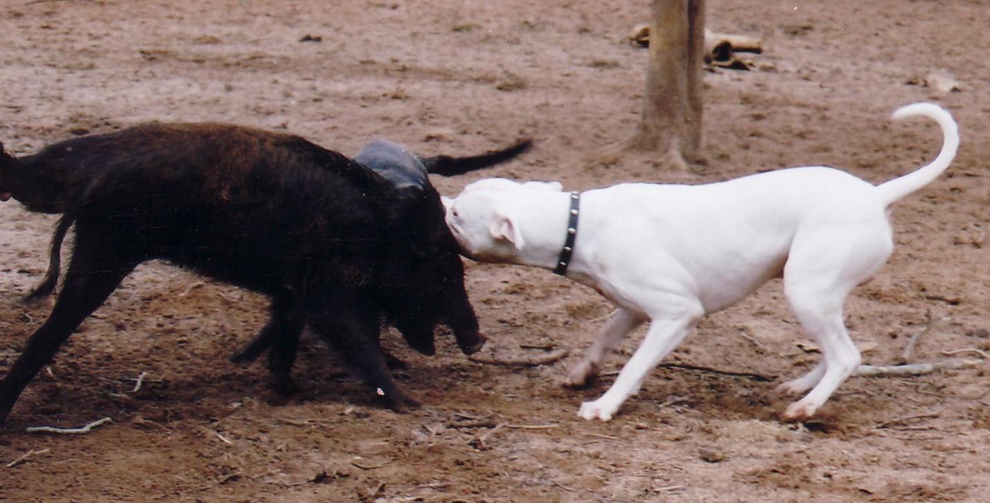 American bulldog 2024 hog hunting